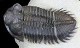 Large Bug-Eyed Coltraneia Trilobite - #31037-4